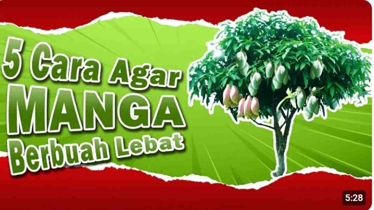 Bikin Pohon Mangga Berbuah Lebat! Ini 5 Tips Ampuh Biar Panen Makin Banyak!