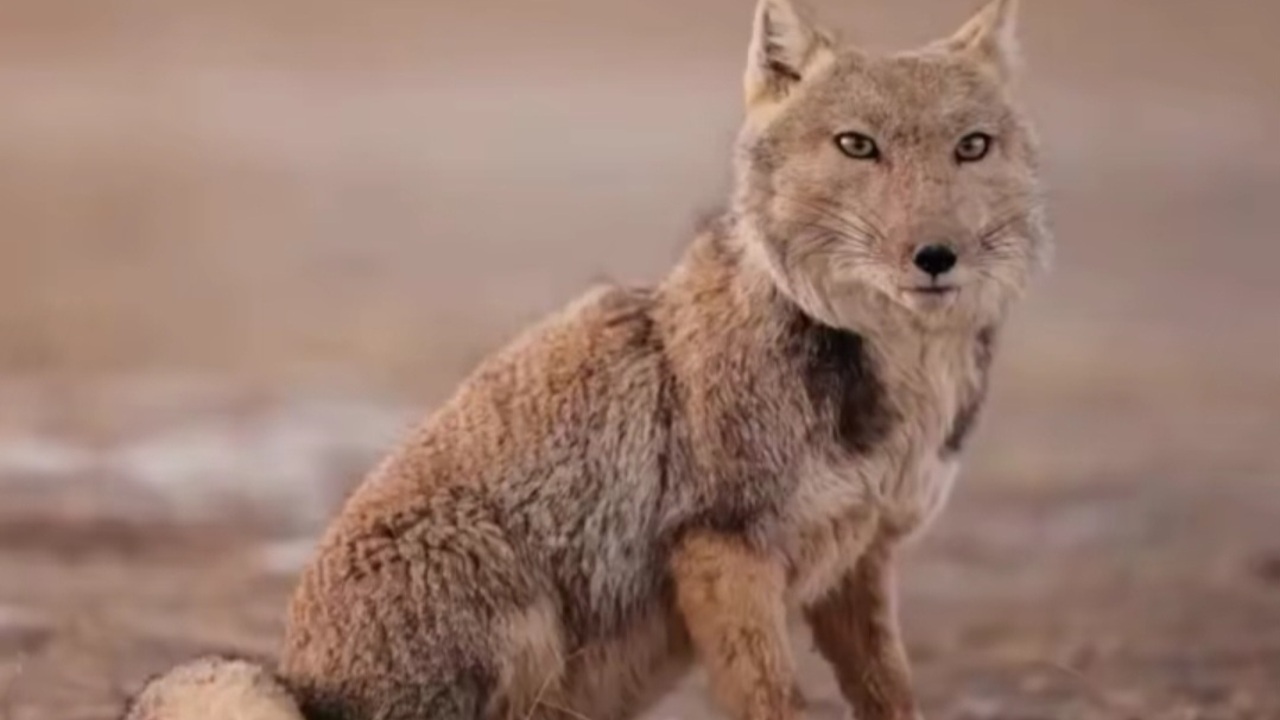 Bukan Rubah Biasa! Ekspresi Unik Rubah Tibet Ini Jadi Sorotan Dunia