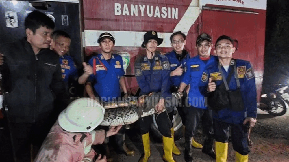 Darno Penemu Buaya di Banyuasin Sumatera Selatan, Ternyata Ketua RW, Begini Cerita Lengkapnya