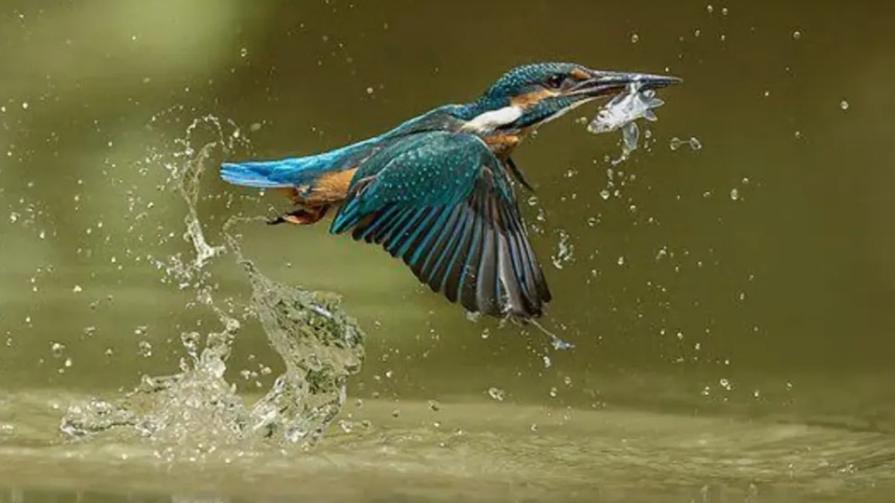 Kingfisher: Pemburu Presisi dengan Insting Fisika Alami