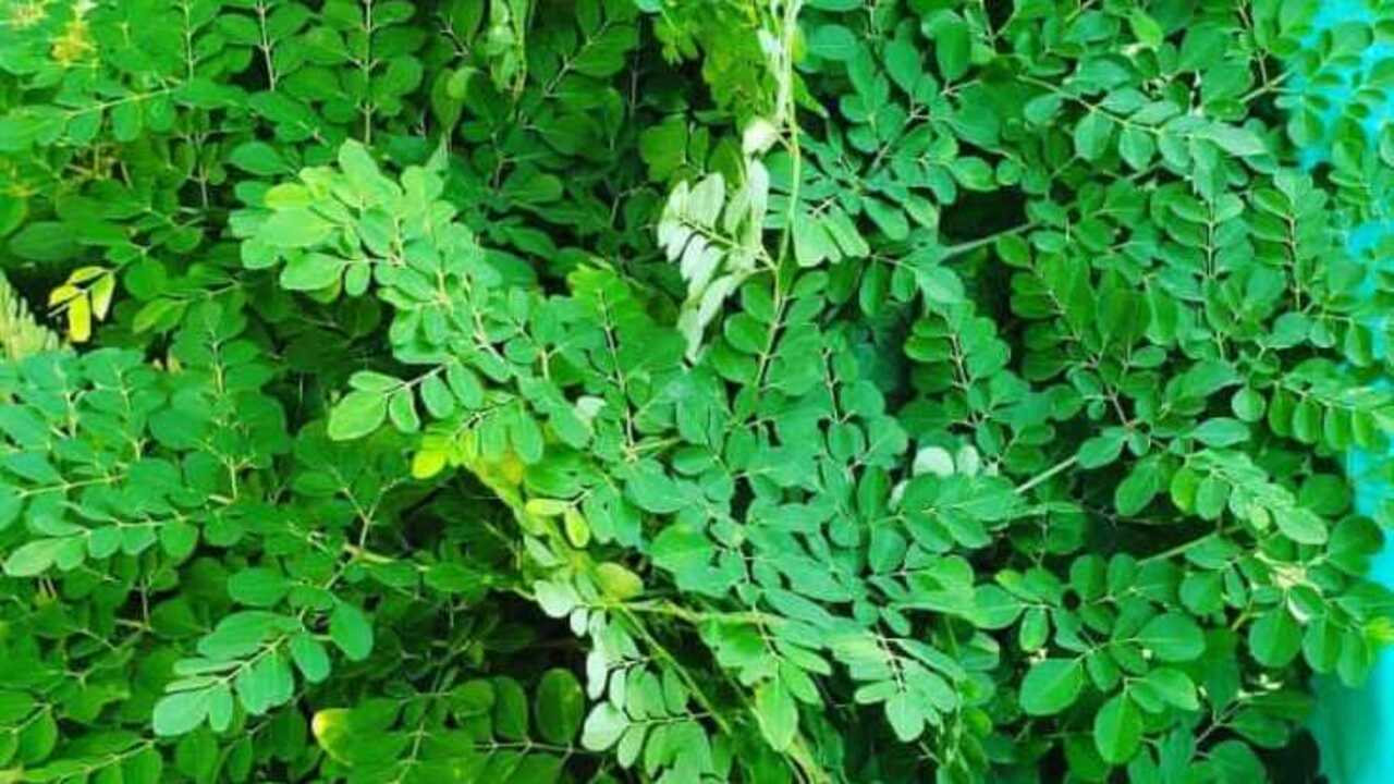 Benarkah Daun Kelor Bisa Menawar Ilmu Kebal? Antara Mitos dan Fakta Ilmiah