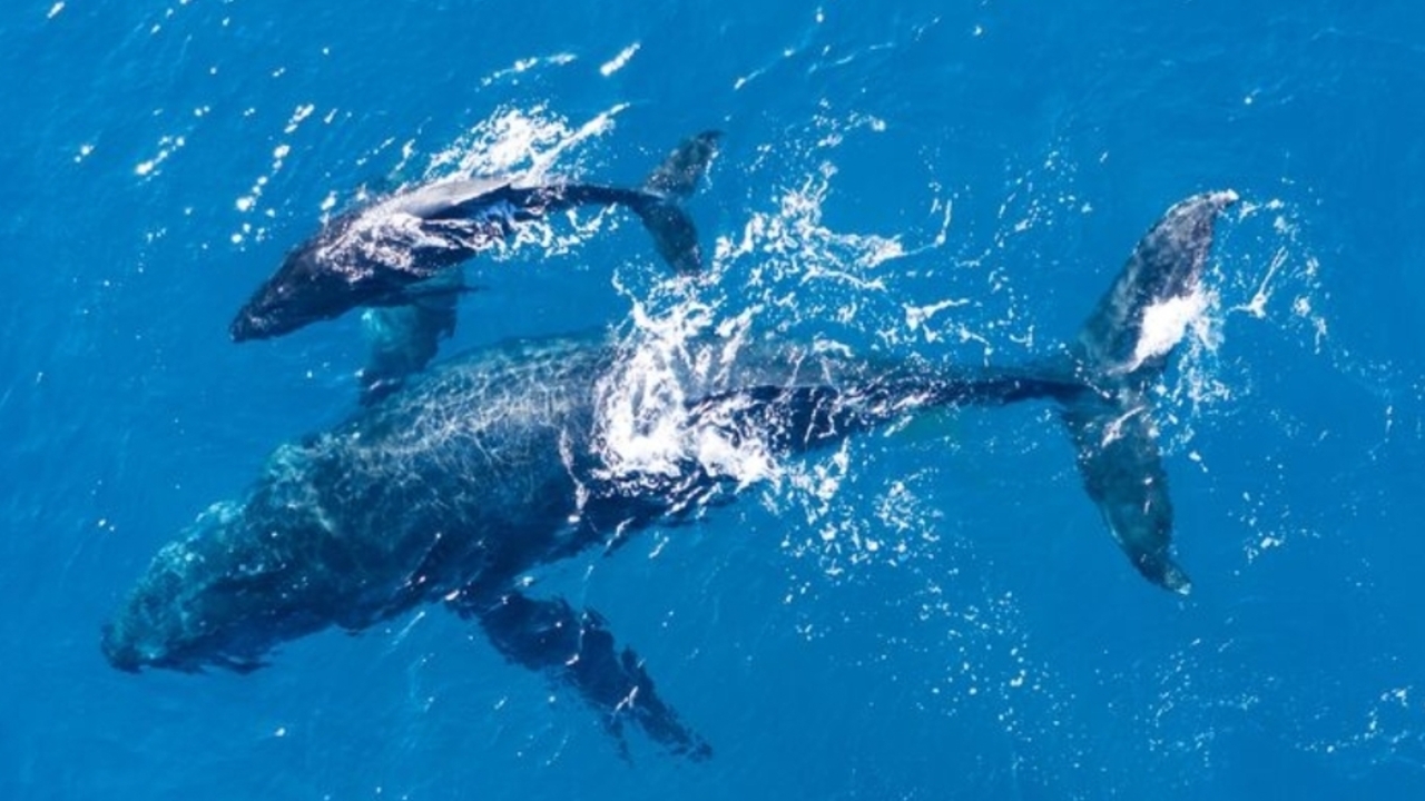 Lebih Berat dari 30 Gajah, Ini Fakta Menakjubkan Paus Biru Penguasa Samudra