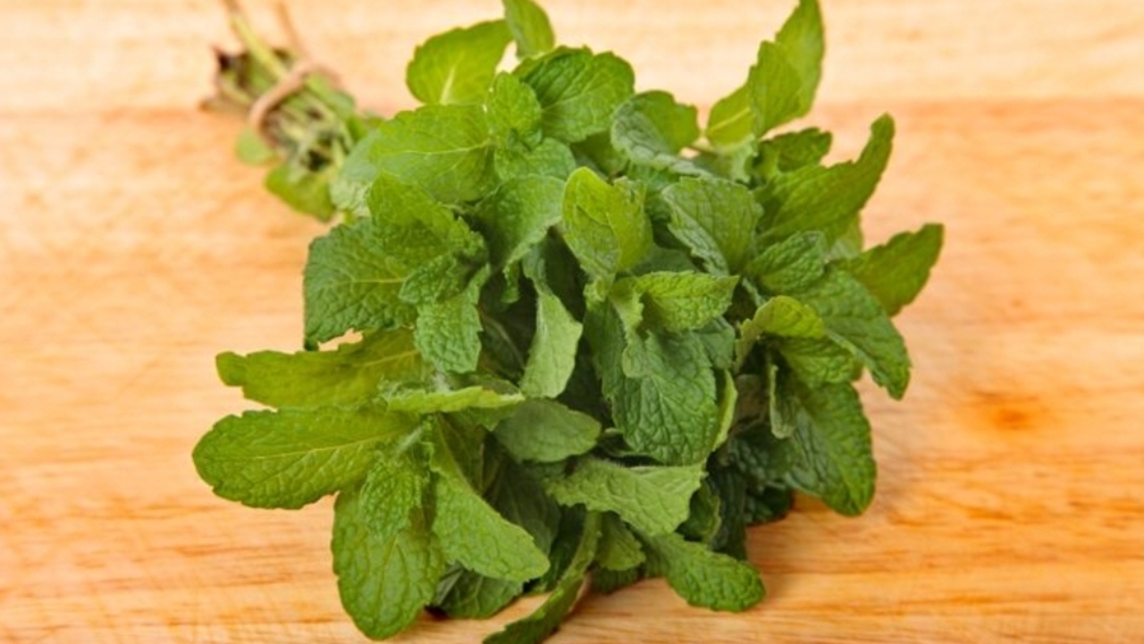 Cara Alami Redakan Flu dan Batuk Menggunakan Daun Mint