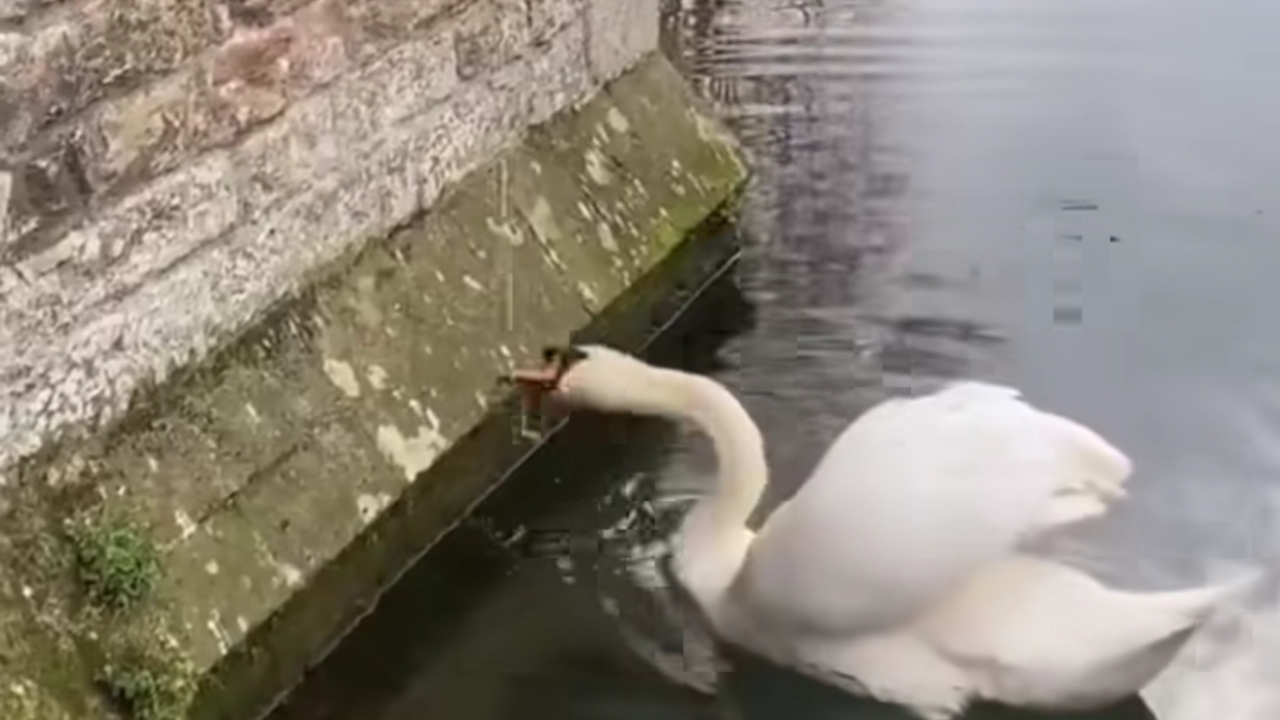Bikin Melongo! Angsa Istana Ini Tak Perlu Cari Makan, Tinggal Bunyiin Bel