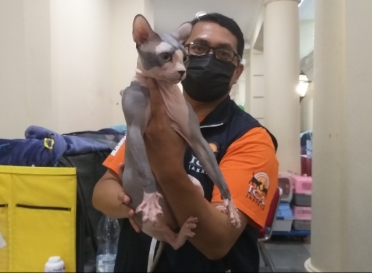 Kucing Asal Kanada Ini Tak Miliki Bulu, Segini Harganya!