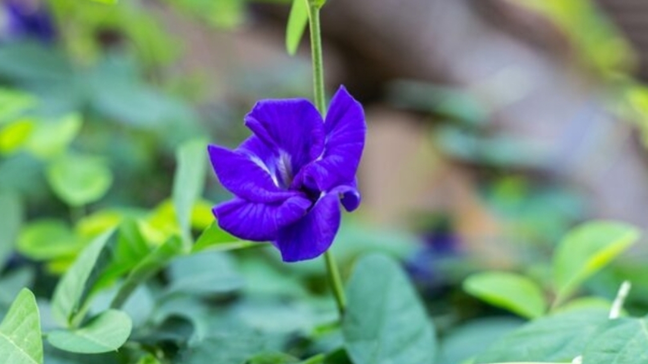 Bunga Telang Bukan Sekadar Tanaman Hias, Ini Manfaat Hebatnya bagi Kesehatan
