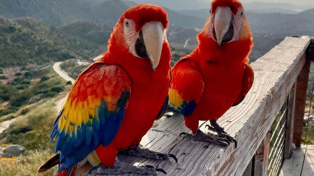 Kisah Keindahan dalam Vokal Awan, Menyelusuri Pesona 6 Burung Tercantik di Dunia