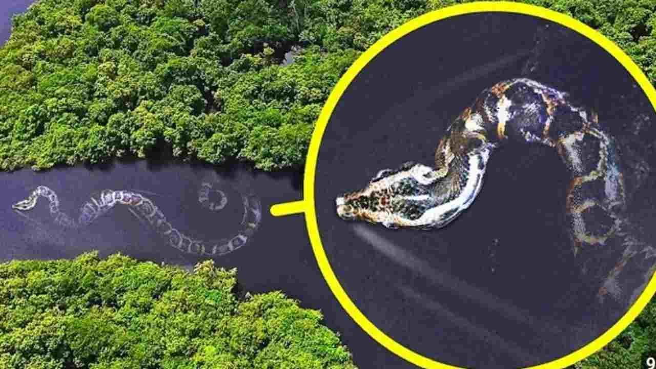 Mengenal Ular Terberat di Dunia dan Deretan 17 Monster Amazon