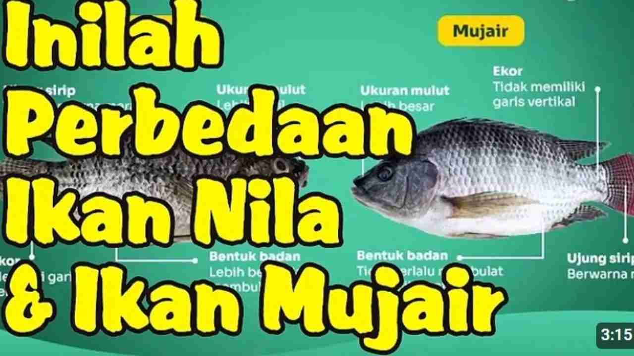 Beda Tapi Serupa, Perang Ikan Nila dan Mujair di Dunia Air Tawar