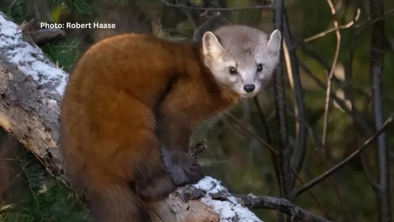 Bikin Merinding! Hewan Ini Bisa Menunda Kehamilan Hingga 7 Bulan, Kok Bisa?