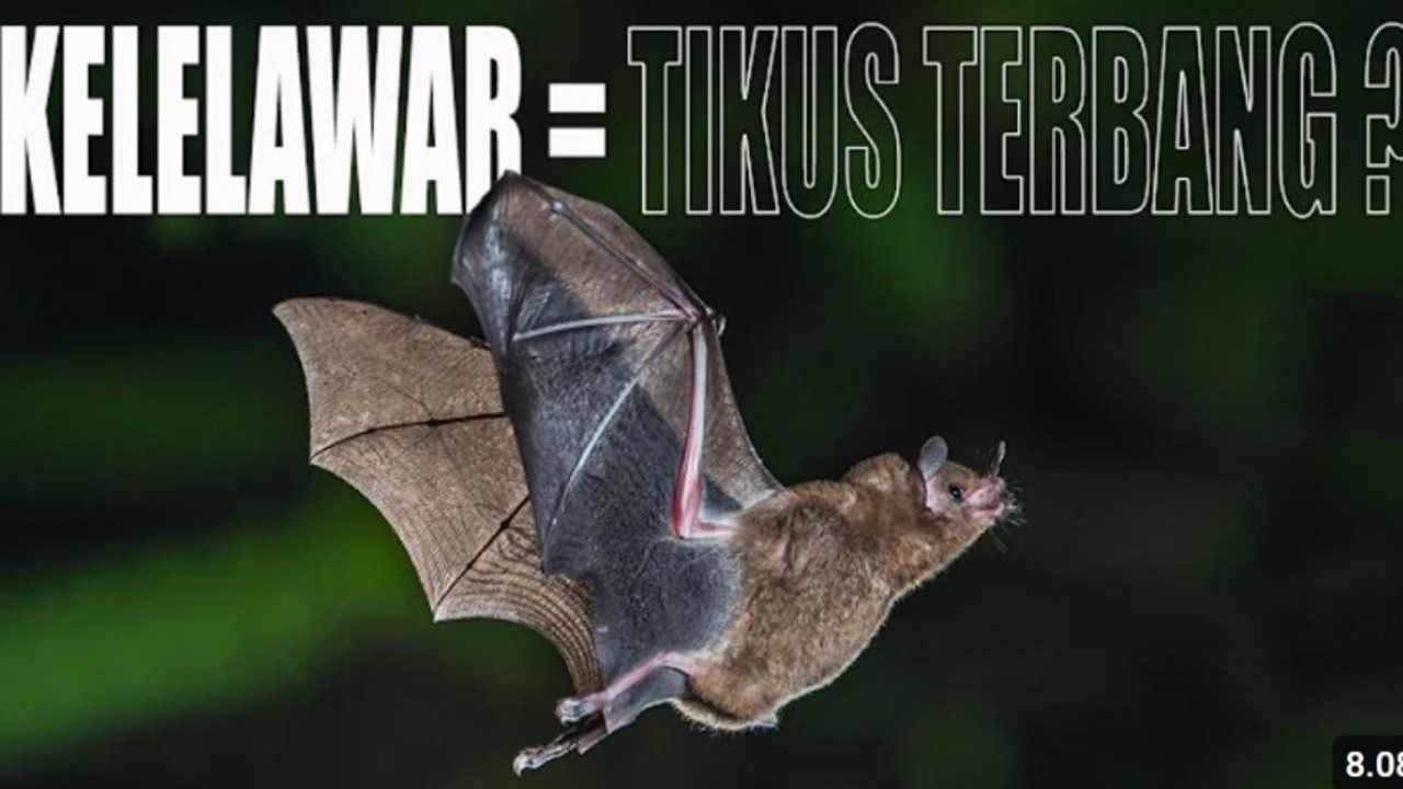 Since when can bats fly? Interesting facts about how this unique mammal evolved!