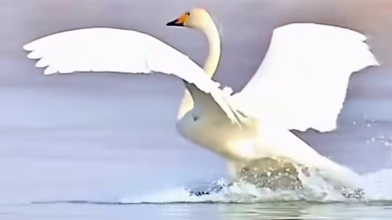 Mirip Berselancar! Begini Cara Angsa Redam Benturan Saat Turun ke Air
