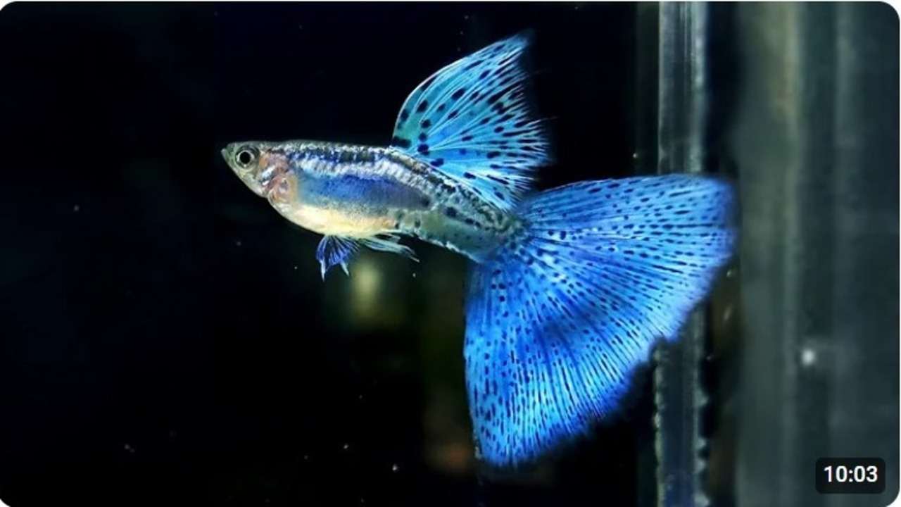 Pesona Si Biru! Jenis Guppy Tercantik yang Bikin Akuarium Kamu Makin Kece!