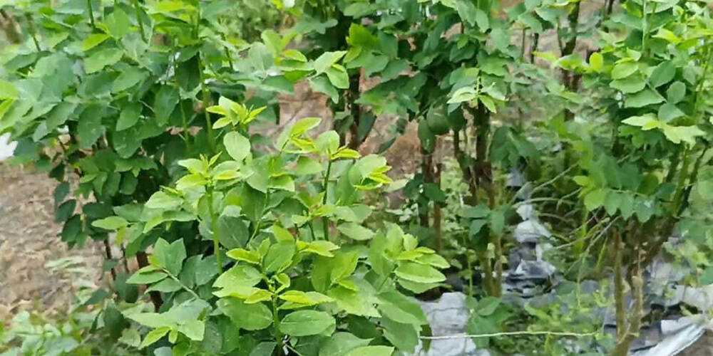 Panduan Lengkap Menanam Katuk, Sayuran Super Penuh Nutrisi di Pekarangan Anda