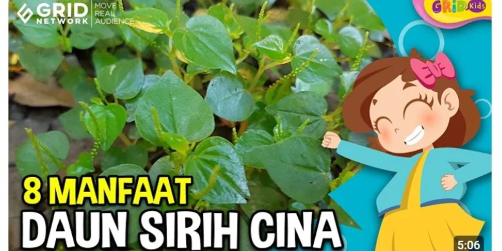 8 Manfaat Kesehatan Rahasia Daun Sirih Cina yang Bikin Kamu Takjub !