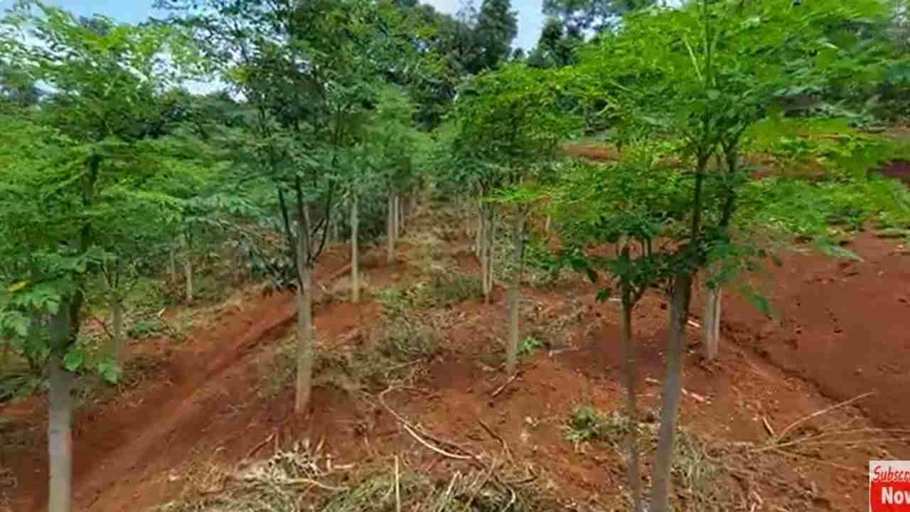 Kebun Daun Kelor, Sayuran Super yang Bikin Sehat dan Penuh Manfaat!