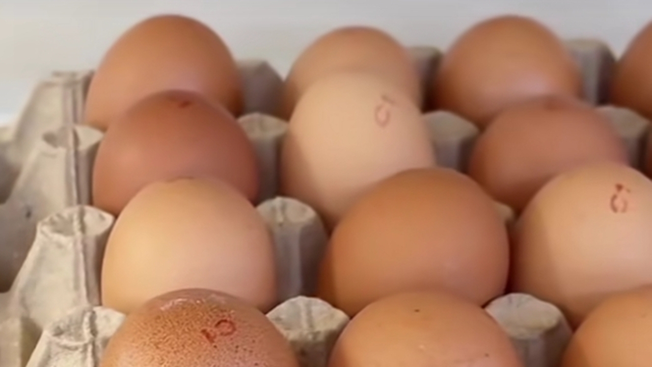 Telur Besar atau Kecil, Mana yang Lebih Sehat? Ini Penjelasan Lengkapnya