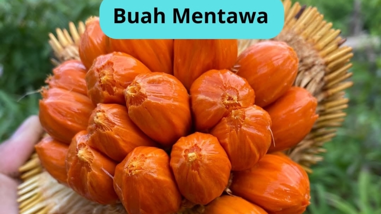 Mengenal Buah Mentawa, Buah Langka Asli Kalimantan dengan Rasa Unik