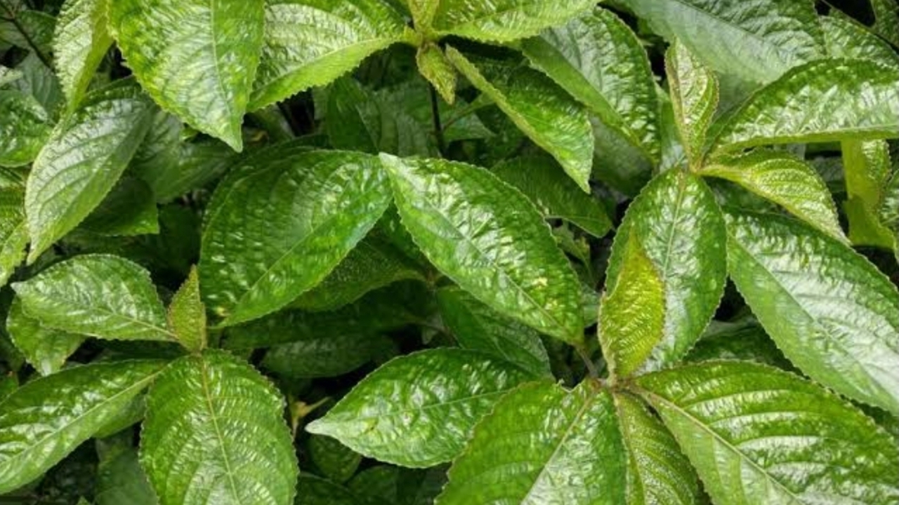 Keji Beling untuk Kesehatan: Khasiat, Cara Konsumsi, dan Manfaat Alaminya