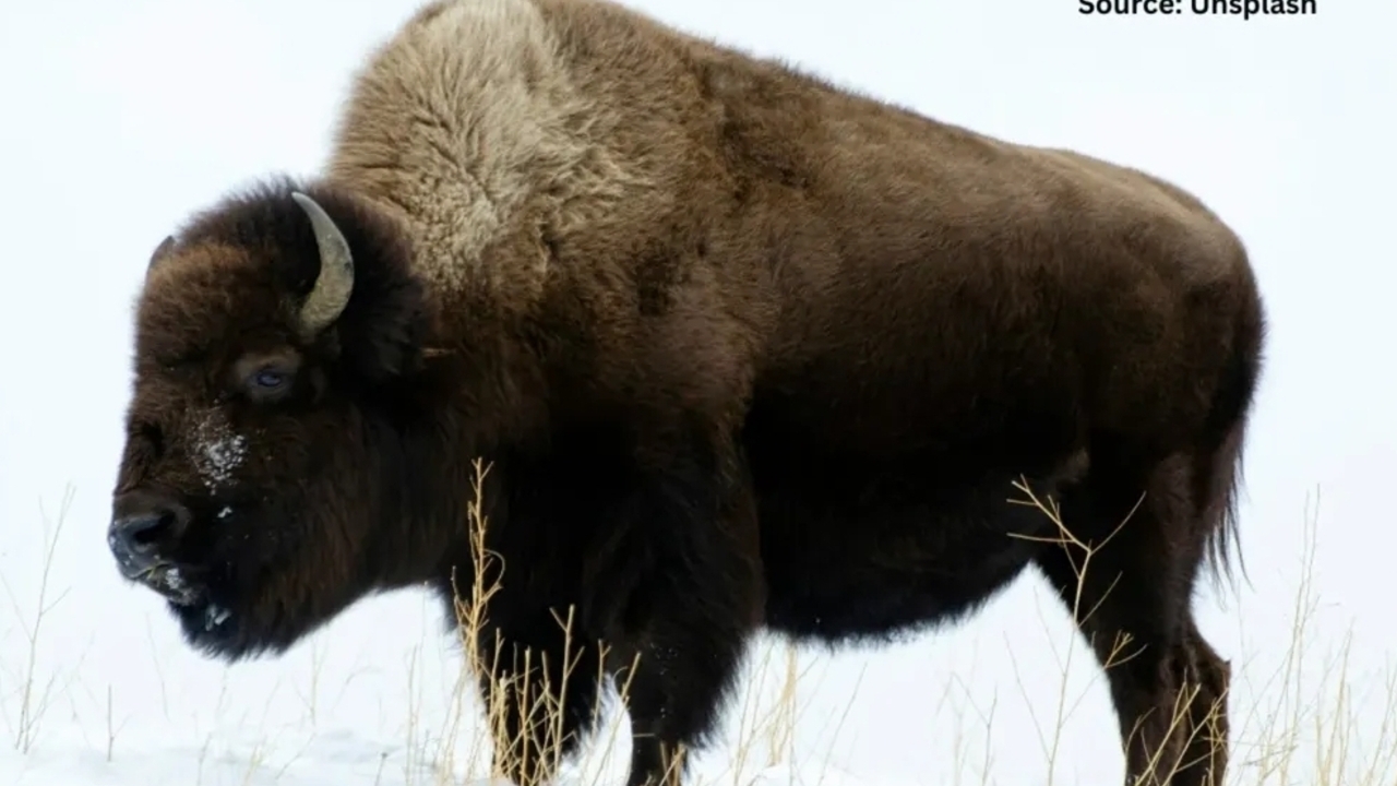 Ngeri! Hewan 900 Kg Ini Bisa Lari 73 Km/Jam, Bahkan Kuda Pun Kalah