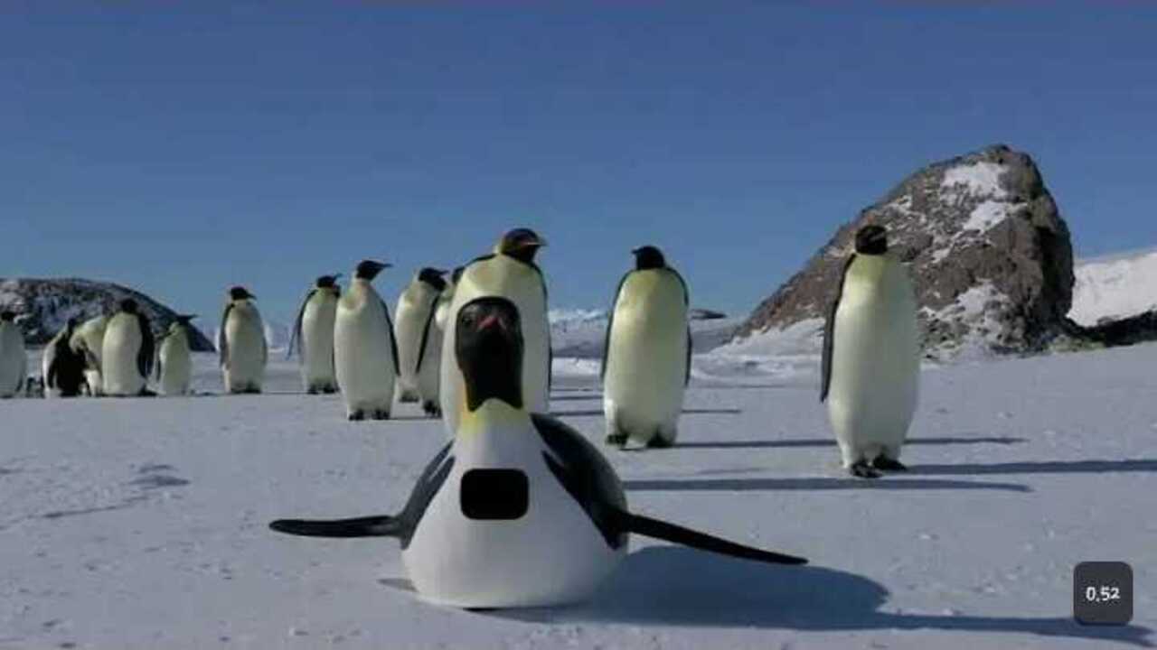 Terlihat Gemas, Tapi Tough! Ini Rahasia Keajaiban Hidup Penguin!