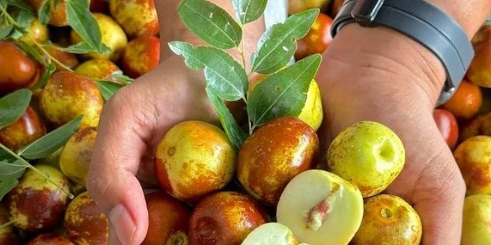 Manfaat Buah Jujube, Bidara Cina yang Dikenal sebagai Buah Kurma Merah