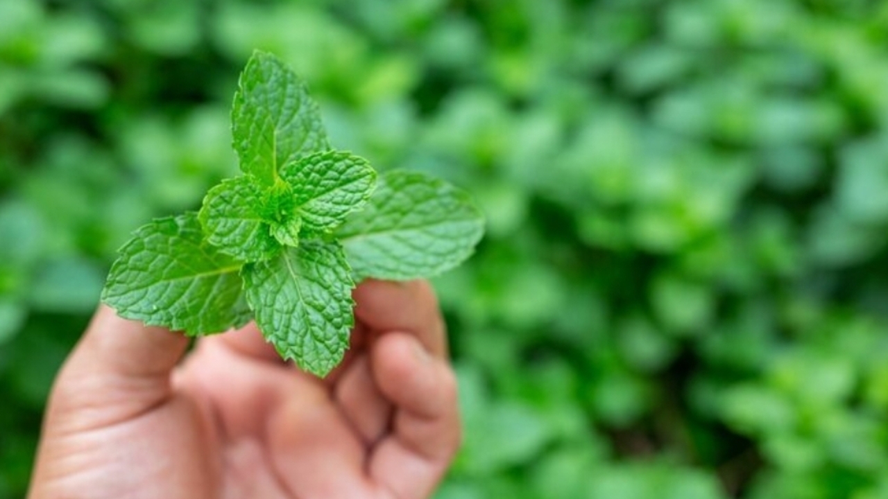 Tanpa Obat! Aroma Daun Mint Ternyata Bisa Redakan Sakit Kepala dengan Cepat