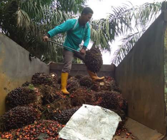 Harga Sawit Masih Fluktuatif, Harga di Petani Bervariasi