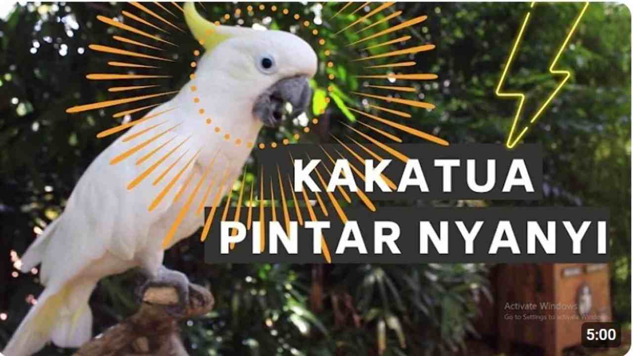 Mengenal Burung Kakak Tua, Si Burung Cerdas yang Memikat dengan Keindahan dan Suaranya