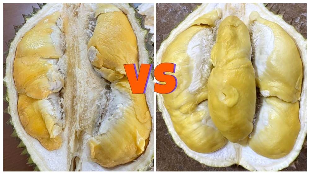 Perbandingan 2 Durian Kualitas Super, Bawor vs Musang King. Kamu Pilih yang Mana?