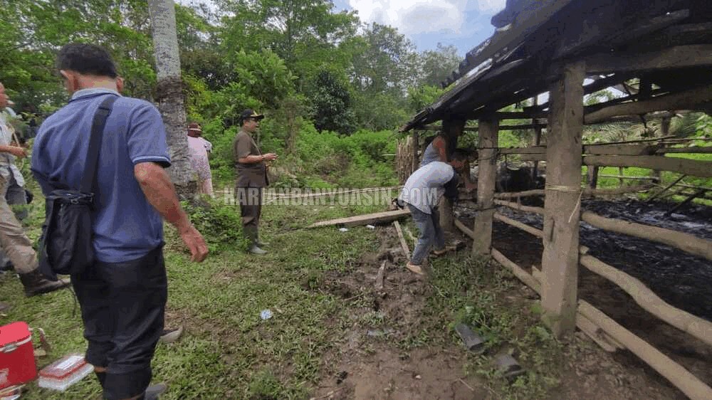 Kerbau Mati Mendadak: Disbunnak Kabupaten Banyuasin Cek ke Lapangan, Ini Hasilnya !