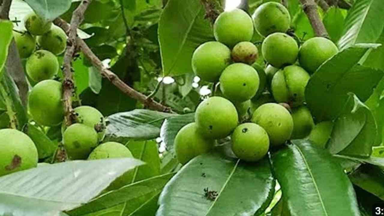 Mengenal Pohon Ramania, Si Cantik Tropis dengan Buah Penuh Khasiat