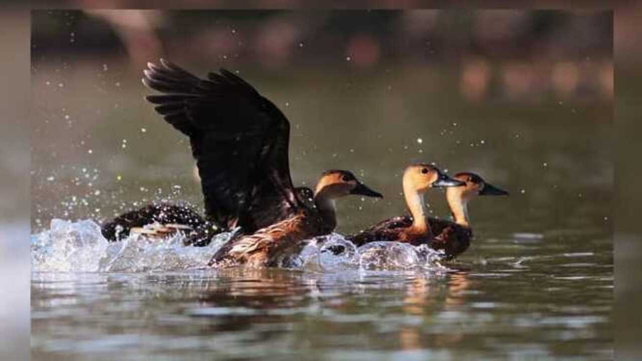 Manfaat Mengonsumsi Burung Belibis, Daging Gurih Kaya Gizi dari Alam