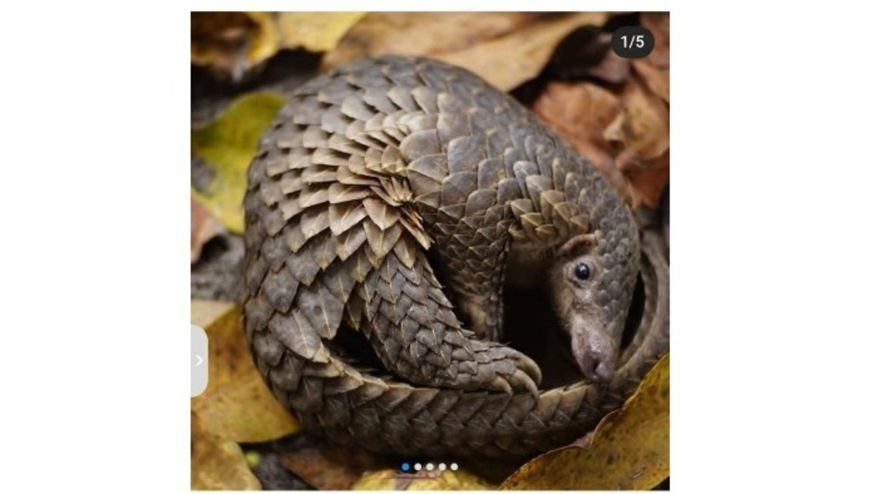 Trenggiling Hewan Langka Pemakan Serangga yang Kini Semakin Sukar Ditemukan