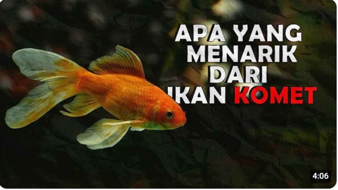 Ikan Komet, Keindahan dan Keistimewaan yang Membuatnya Populer di Akuarium