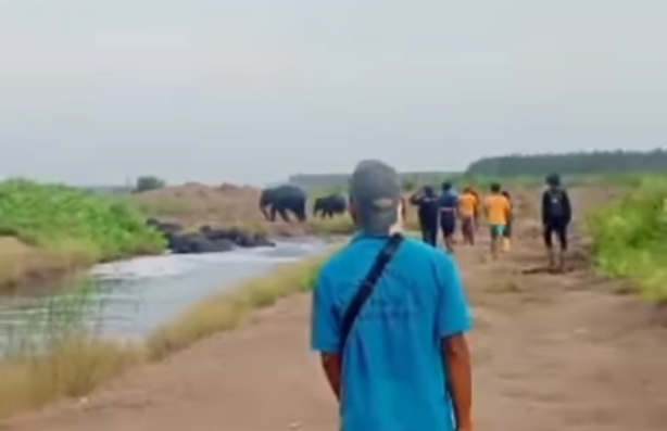Kawanan Gajah Masuk Permukiman, Warga Air Sugihan OKI Resah