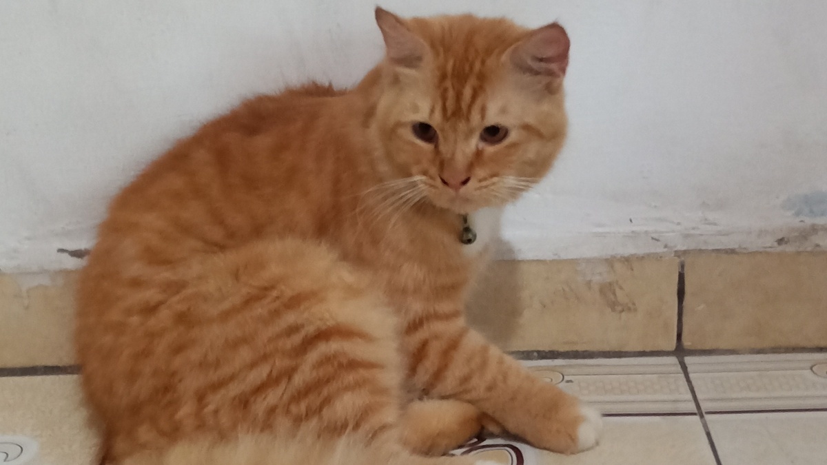 Cat Lover Wajib Tau, Cara Memandikan Kucing Ala Cattery