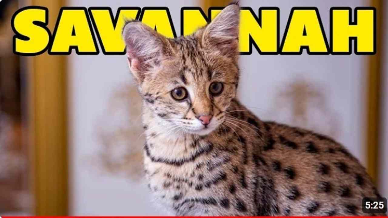 Berapa Sih Harga Kucing Savannah? Peliharaan Mewah nan Eksotis yang Bikin Penasaran!