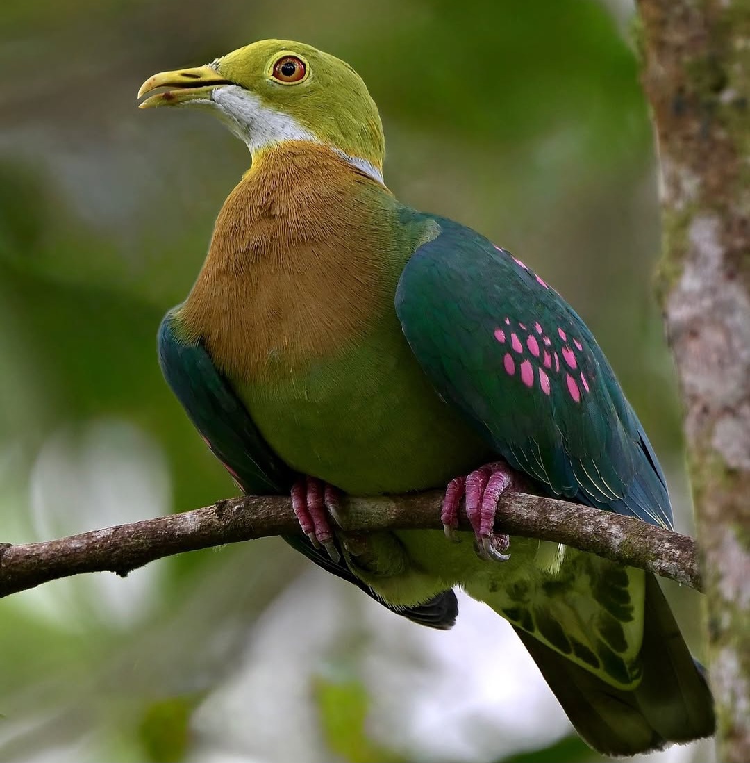 Walik Mutiara, Permata Pink-Hijau dari Jantung Hutan Papua
