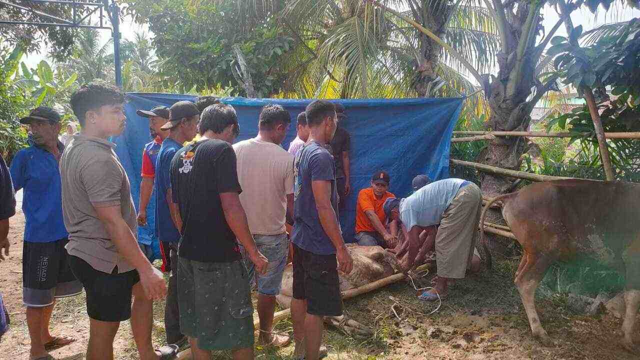 Semangat Berbagi di Hari Raya Idul Adha, Desa Purwosari Sembelih 16 Sapi dan 24 Kambing Kurban