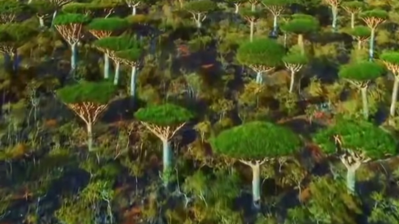 Misteri Pulau Socotra: Surga Tersembunyi dengan Tumbuhan Aneh yang Tak Ada di Dunia