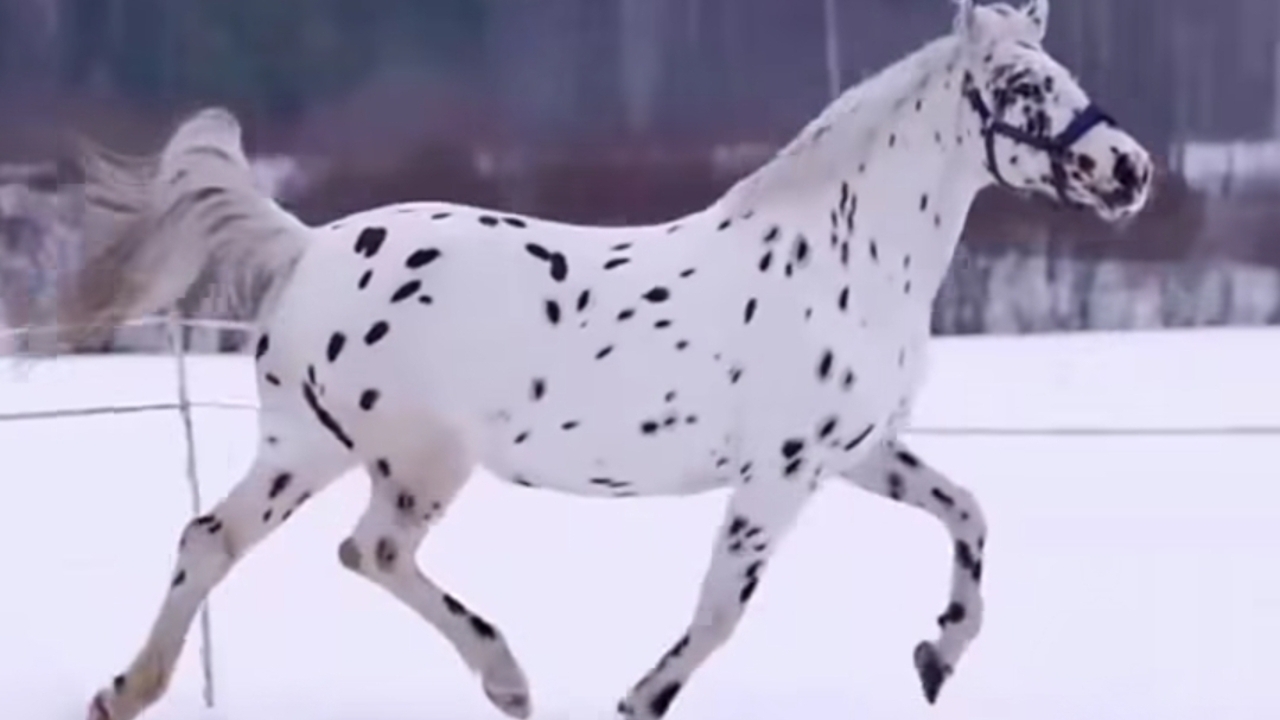 Mengenal Kuda Appaloosa, Ras Kuda Asal Amerika dengan Genetik Unik