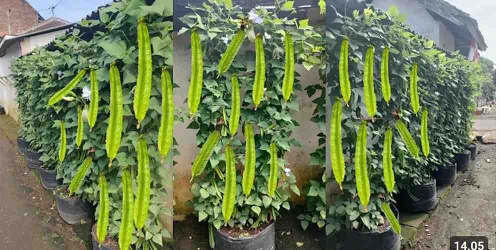 4 Manfaat Kecipir untuk Kesehatan, Sayur Hijau yang Kaya Nutrisi