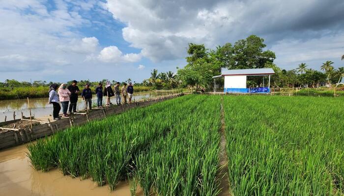 Berhasil Kembangkan Mina Padi di Sungai Rebo Banyuasin, Kilang Pertamina Plaju Raih Penghargaan Gold