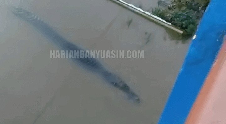 Heboh ! Buaya Muara 5 Meter Muncul di Jembatan Sumber Banyuasin Sumatera Selatan