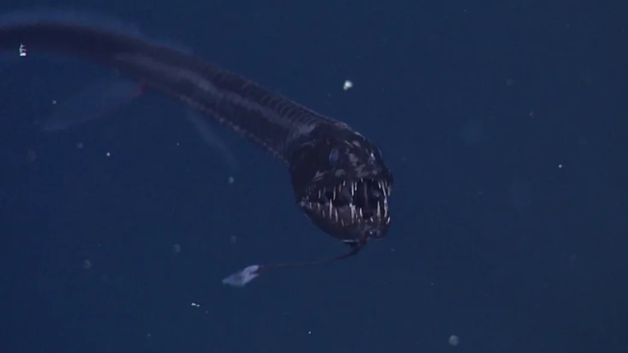 Dragonfish, Penghuni Sunyi Laut Dalam yang Muncul Saat Malam