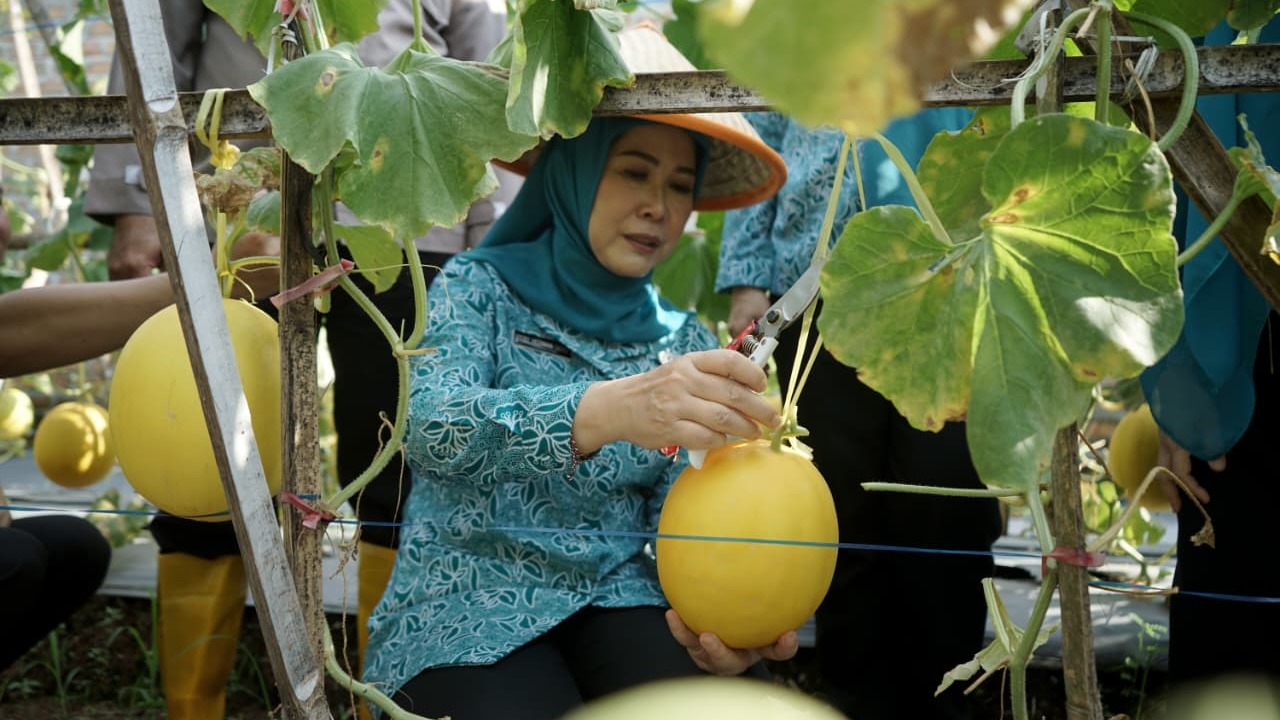 Ketua TP PKK Sumsel Panen Melon Binaan PKK OKU