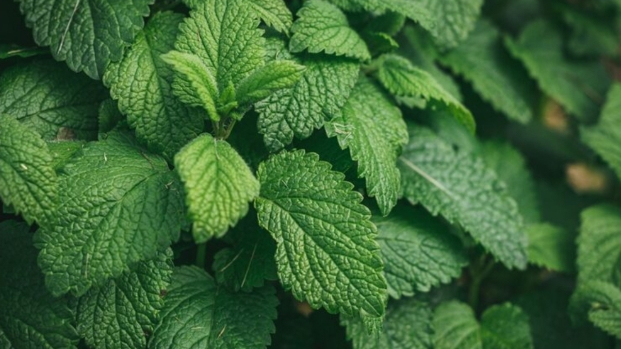 Tak Hanya Segar, Ini 7 Manfaat Daun Mint untuk Kesehatan