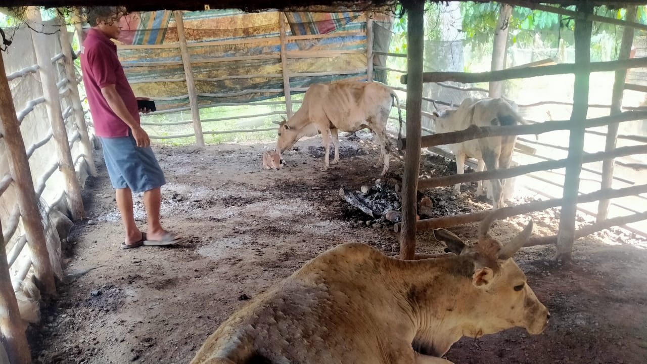 Puluhan Ekor Sapi Sakit di Desa Bengkuang Banyuasin Mati, Ini Penyebabnya