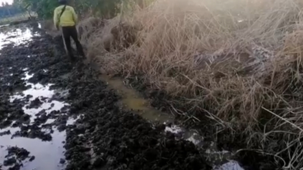 Menjelang Musim Tanam, Petani Banyuasin Berjuang Lawan Hama Tikus untuk Menjamin Ketahanan Pangan